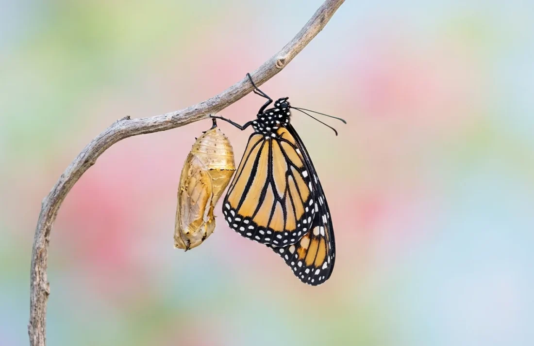 butterfly-quotes-e1775463805146